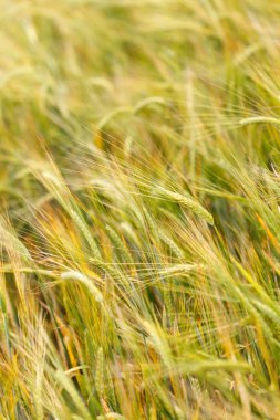 Mısır gevreği alan