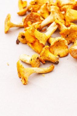 Cantharellus cibarius mantar