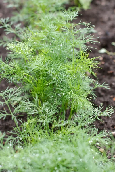 Fresh dill — Stock Photo, Image