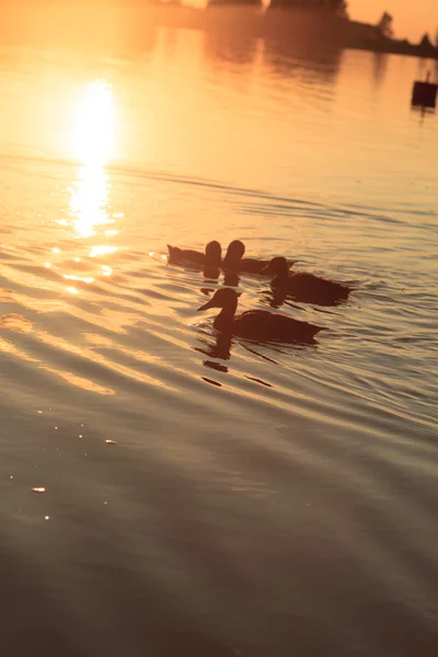 Patos en el lago —  Fotos de Stock