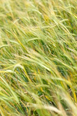 Mısır gevreği alan