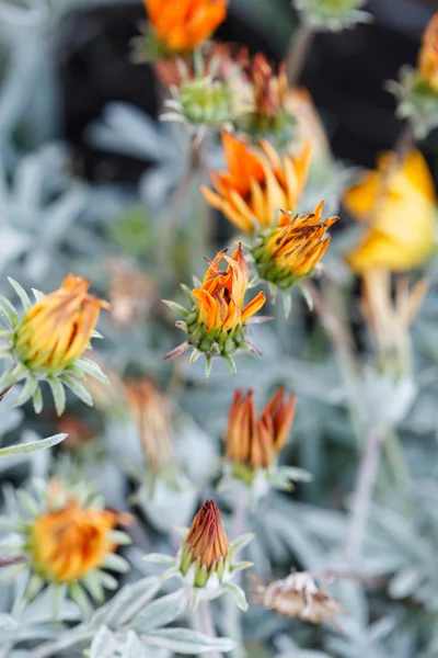 Flores de otoño — Foto de Stock