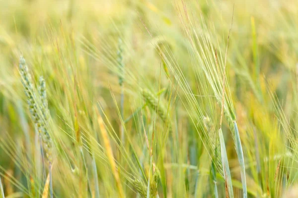 Campo de cereales — Foto de Stock