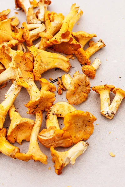 Chanterelle mushrooms — Stock Photo, Image