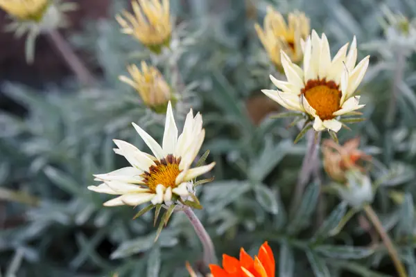 Flores de otoño — Foto de Stock