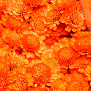 portakal chrysanthhemum