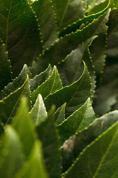 Hojas fondo — Foto de Stock