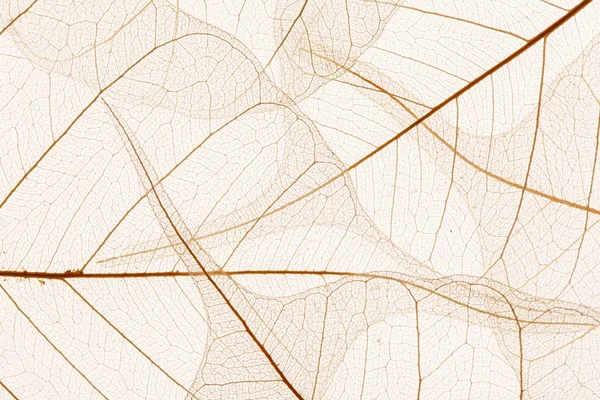 Struttura di foglie — Foto Stock