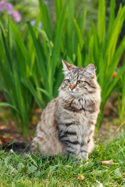 Pussycat buiten — Stockfoto