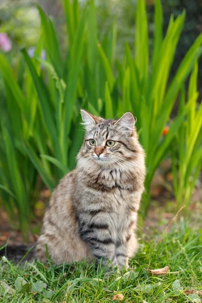Pussycat outdoor — Stock Photo, Image