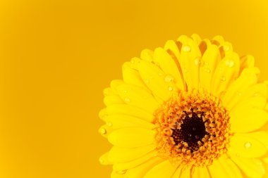 Güzel gerbera