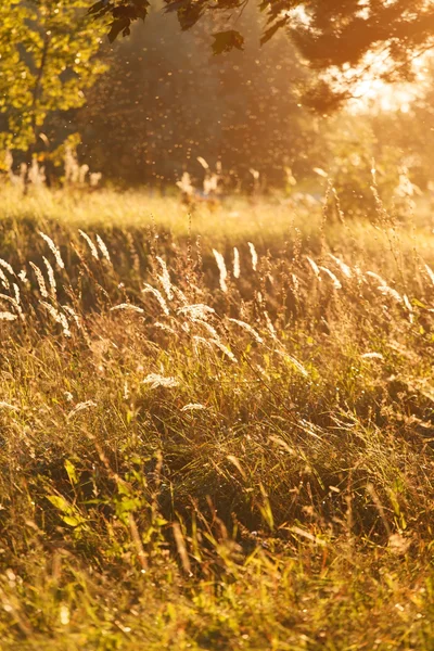 Autumn in the park — Stock Photo, Image