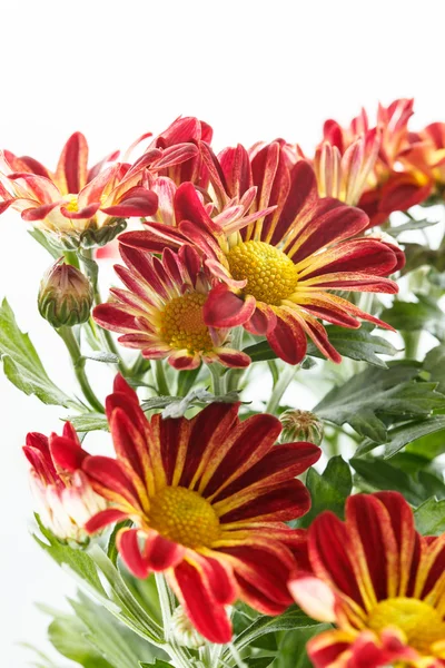 Chrysanthemen im Topf — Stockfoto