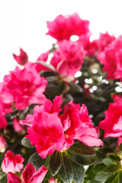 Azalea — Stock Photo, Image