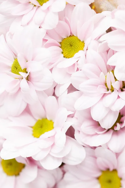 Chrysanthemen Hintergrund — Stockfoto