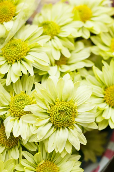 Chrysantheme — Stockfoto