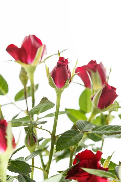 Rose in pentola — Foto Stock