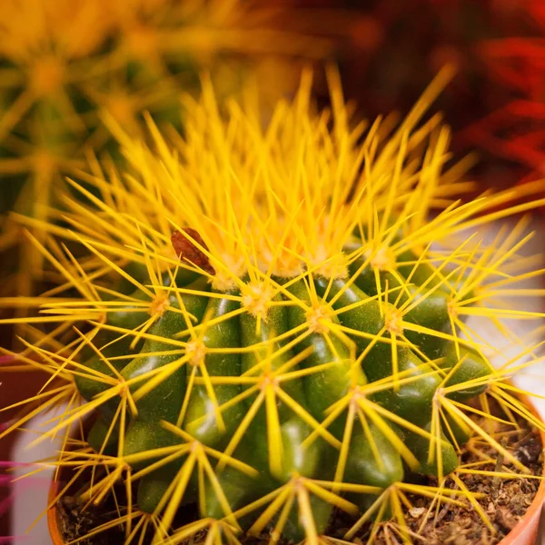 Cactus — Stock Photo, Image