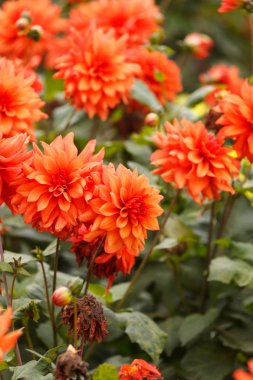 renkli dahlia çiçeği