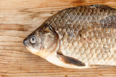 sazan balığı.