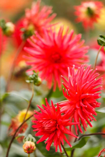 Colorful dahlia flower — Stock Photo, Image