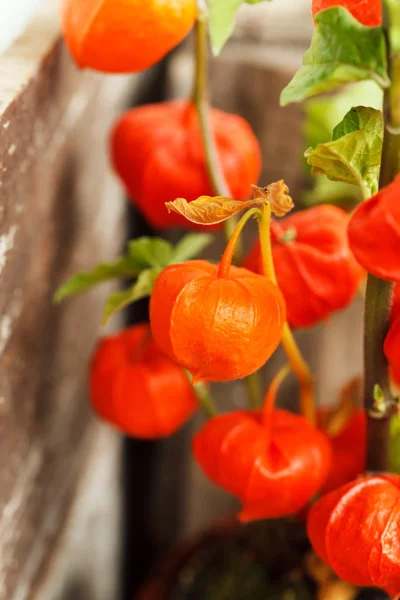 Autumn plants — Stock Photo, Image