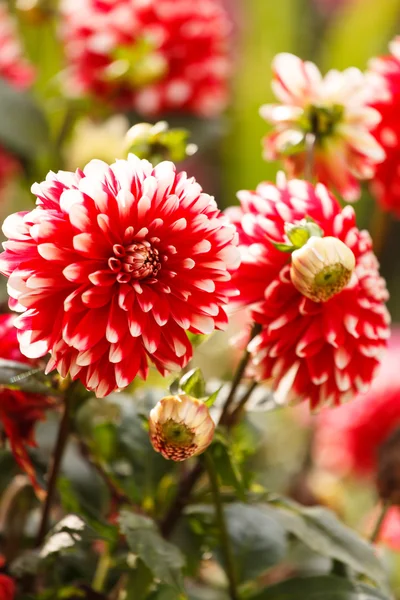 Barevné dahlia květiny — Stock fotografie
