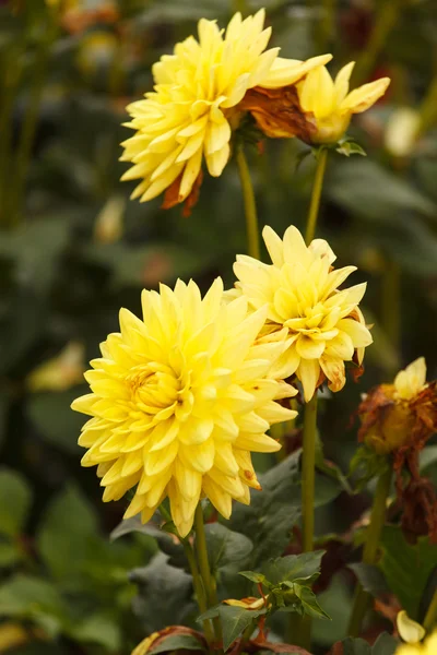 Colorful dahlia flower — Stock Photo, Image