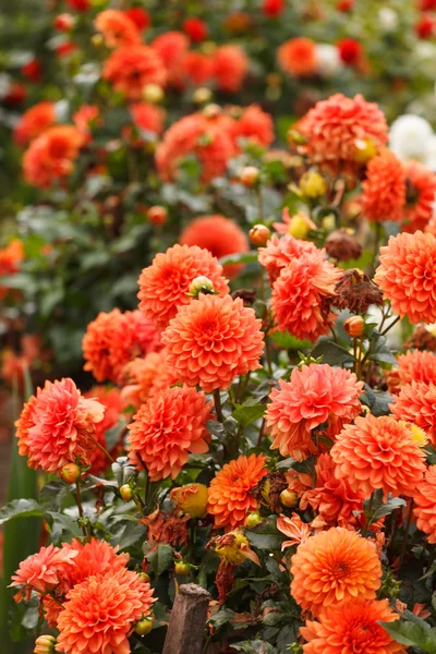 カラフルなダリアの花 — ストック写真