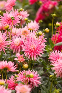 renkli dahlia çiçeği