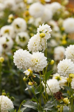 renkli dahlia çiçeği