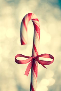 Noel şeker kamışı