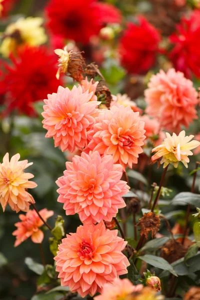 Flor de dália colorida — Fotografia de Stock