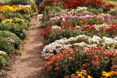 Bahçede kasımpatı çiçekleri
