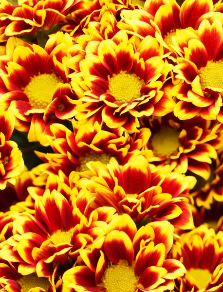 Chrysanthemum bakgrund — Stockfoto