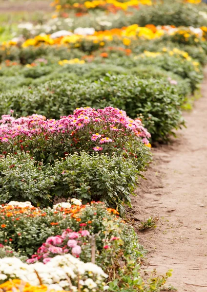 Chrysanthemum flowers in the garden — Stock Photo, Image