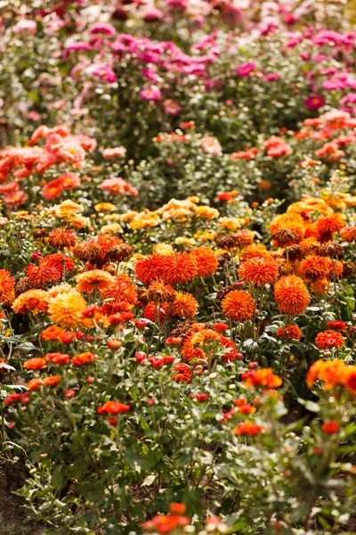 Chrysanthemum flowers in the garden — Stock Photo, Image