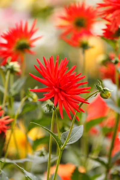 Fleur de dahlia colorée — Photo