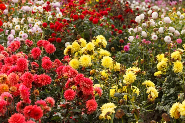 Flor de dália colorida — Fotografia de Stock