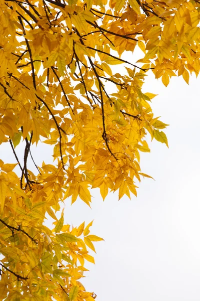 Hojas de otoño — Foto de Stock