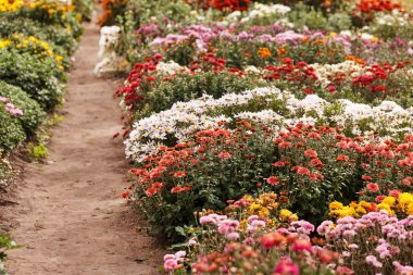 Bahçede kasımpatı çiçekleri