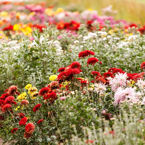 Flores crisântemo no jardim — Fotografia de Stock