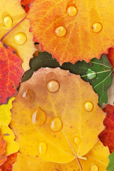 Herbstblätter — Stockfoto