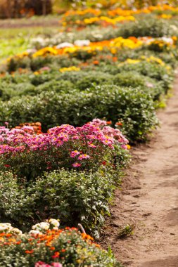 Bahçede kasımpatı çiçekleri