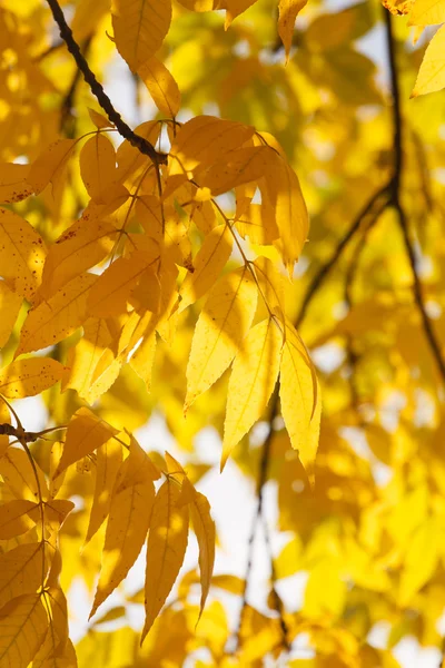 Autumn leaves — Stock Photo, Image