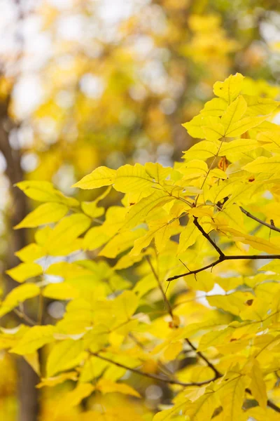 Autumn garden — Stock Photo, Image