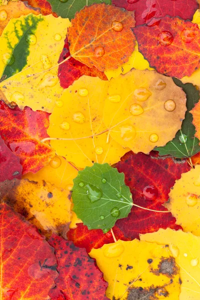 Hojas de otoño — Foto de Stock