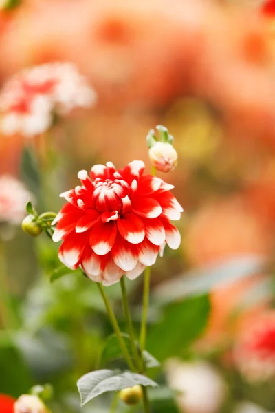 Colorful dahlia flower — Stock Photo, Image