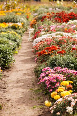 Bahçede kasımpatı çiçekleri