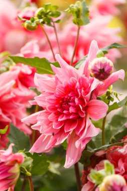 renkli dahlia çiçeği